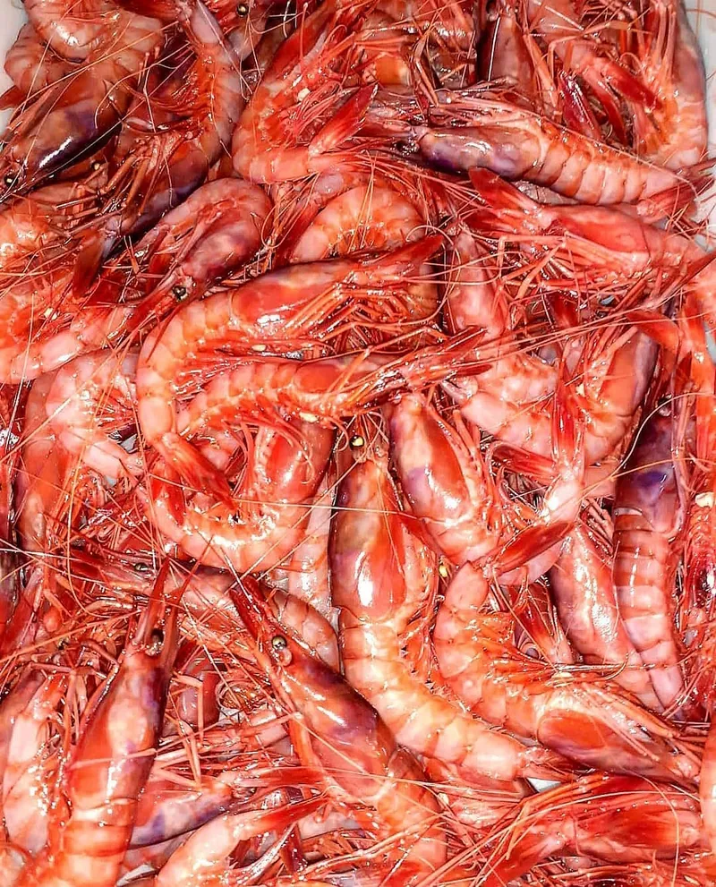 Cigalas y gambas frescas del Mediterráneo